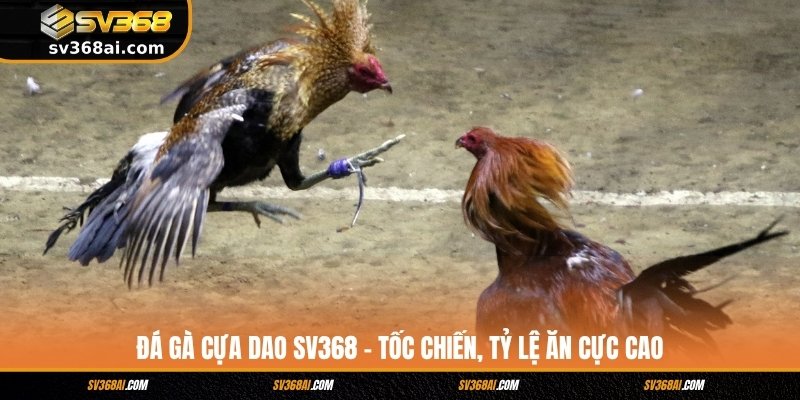 Đá Gà Cựa Dao SV368 – Tốc Chiến, Tỷ Lệ Ăn Cực Cao