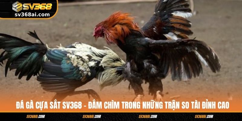 Đá Gà Cựa Sắt SV368 - Đắm Chìm Trong Những Trận So Tài Đỉnh Cao