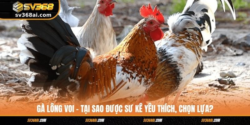 Gà Lông Voi - Tại Sao Được Sư Kê Yêu Thích, Chọn Lựa?