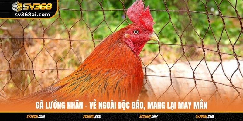 Gà Lưỡng Nhãn - Vẻ Ngoài Độc Đáo, Mang Lại May Mắn