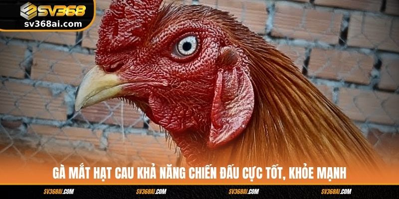 Gà Mắt Hạt Cau Khả Năng Chiến Đấu Cực Tốt, Khỏe Mạnh