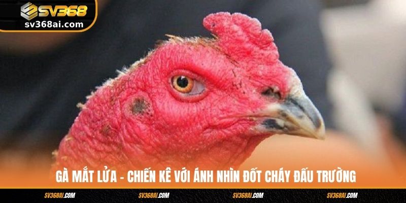 Gà Mắt Lửa - Chiến Kê Với Ánh Nhìn Đốt Cháy Đấu Trường