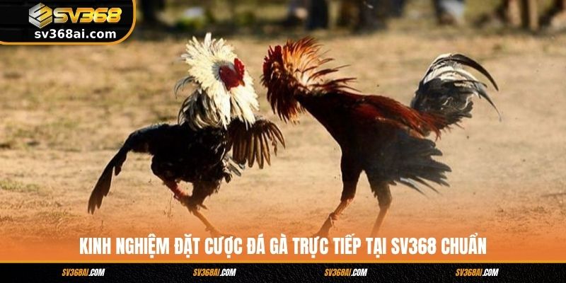 Kinh Nghiệm Đặt Cược Đá Gà Trực Tiếp Tại SV368 Chuẩn