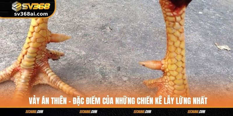 Vảy Án Thiên - Đặc Điểm Của Những Chiến Kê Lẫy Lừng Nhất