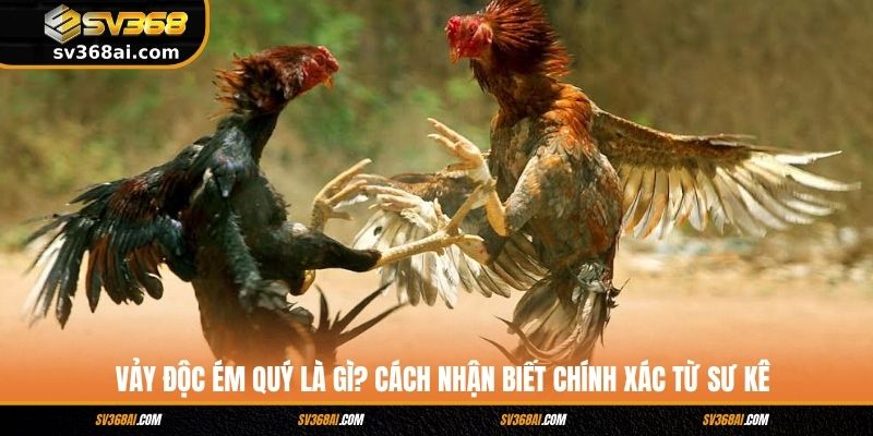 Vảy Độc Ém Quý Là Gì? Cách Nhận Biết Chính Xác Từ Sư Kê