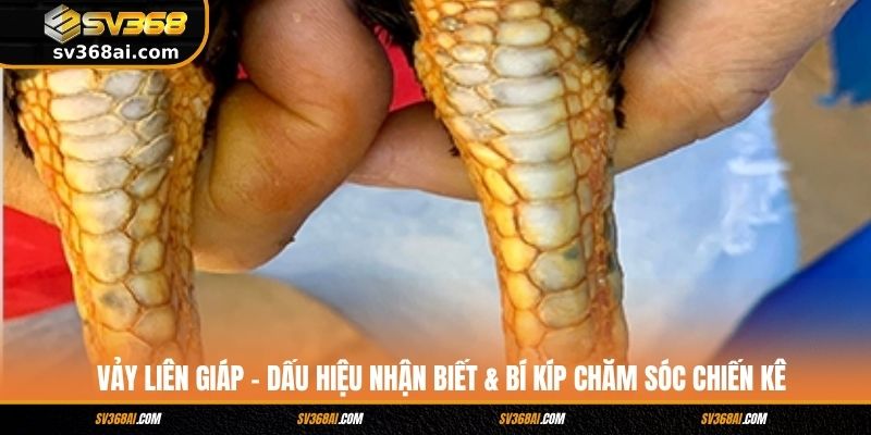 Vảy Liên Giáp - Dấu Hiệu Nhận Biết & Bí Kíp Chăm Sóc Chiến Kê