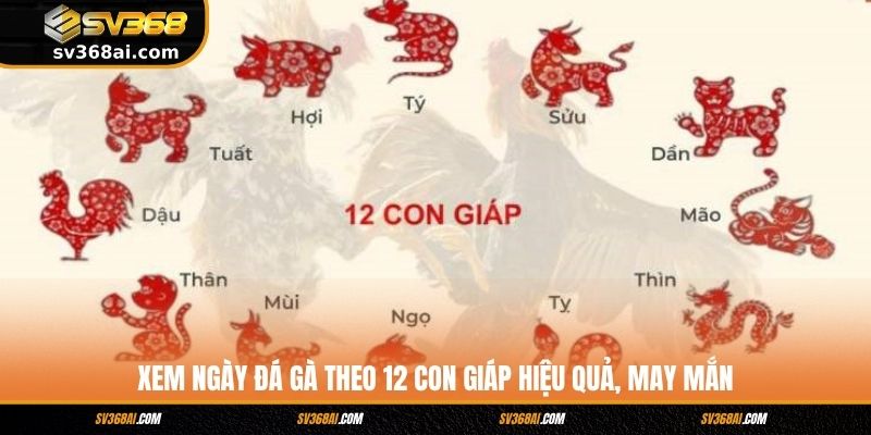 Xem Ngày Đá Gà Theo 12 Con Giáp Hiệu Quả, May Mắn